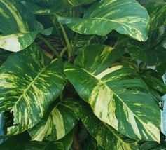 RARE Giant Golden Pothos / Hawaiian Pothos XXL Fully ROOTED. Huge Leaves!! - £51.84 GBP