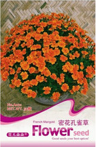 1 Pack 50 Seeds Pack French Marigold Tagetes Patula Flower Seeds #A021 New Fresh - £10.21 GBP