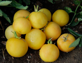 30-40 Seeds, Tomato, Garden Peach, Organic Non-GMO Heirloom Open Pollinated Usa - $9.98