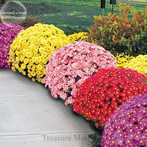 Heirloom Rare Ground-cover Chrysanthemum (Yellow Pink Red Mixed Different Colors - £3.18 GBP