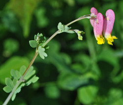 50 Rock Harlequin Seeds (Corydalis Sempervirens)    From US - £11.00 GBP