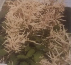 Aruncus Dioicus Flower Seeds - $8.99