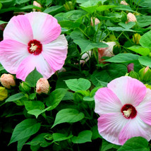 Hardy Luna Pink Swirl Huge Dinnerplate Hibiscus 10 Seeds Huge Flowers Fresh Seed - £14.54 GBP