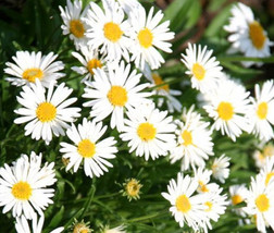 50 SEEDS ASTER ALPINE WHITE EFFICIENT HEIRLOOM SEEDS GROW ORNAMENTAL GAR... - £23.08 GBP