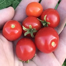 Chibikko Micro Dwarf Japanese Bonsai Cherry Tomato Fast Ship Fresh USA SELLER - $15.10