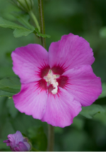 10 Pc Seeds Hibiscus syriacus Violet Satin Flower, Rose of Sharon Seeds | RK - £20.09 GBP