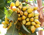 Pistachio Tree Seeds Pistacia Vera Green Nut Perennial Seed Fast Shipping - £4.66 GBP