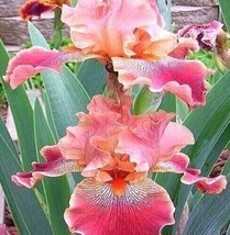 USA Seller 20 Seeds Heirloom Iris Seeds Fragrant Flower Plant - $9.48