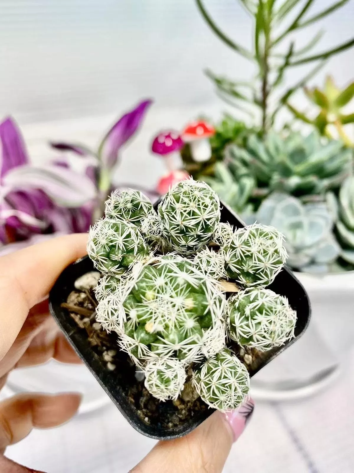 2&quot;pot 4pot  Mammillaria gracilis fragilis Thimble Cactus - $19.82