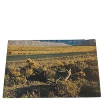 Postcard Great Sand Dunes National Park Coyote Chrome Unposted - £5.34 GBP