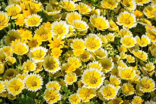 Top Seller 500 Tidy Tips Layia Platyglossa Native Yellow &amp; White Flower ... - £11.48 GBP
