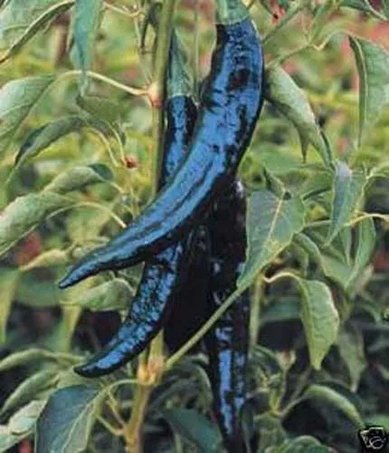 Pepper Hot Pasilla Bajio (Capsicum Annuum Heirloom Vegetable 1,000 Seeds Garden  - $32.89