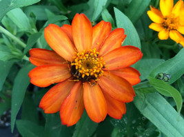 30 seeds Zinnia Profusion Orange Plant Quick Heirloom Seeds Create Wonders - $8.35