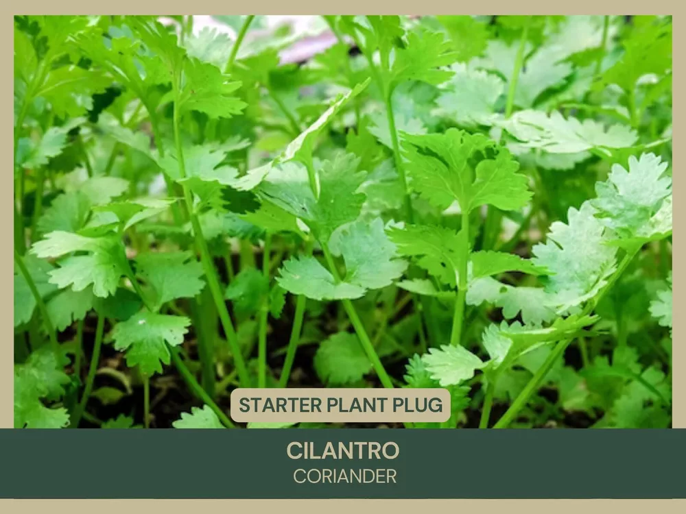 3 Cilantro Coriandrum sativum Starter Plant Plug - $40.25