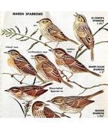 Marsh Sparrows Varieties And Types 1966 Color Bird Art Print Nature ADBN1p - $27.73 CAD