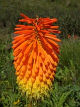 Kniphofia Linearifolia Linearis Marsh Red Hot Poker Torch Lily 10 Seeds Fresh Se - $18.95