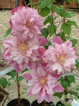 25 Double Light Pink Clematis Seeds Bloom Climbing Plumeria Seed 81 Fresh Seeds  - $13.79