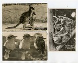 Australian Animals Postcards Kangaroo Joey 3 Koala Bears Kookaburras Tar... - £14.24 GBP