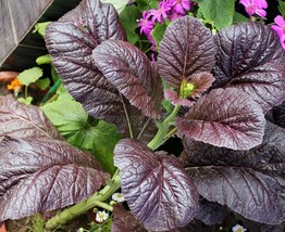 Best 1450 Seeds Mustard Seed: Red Giant Mustard Seed Non Gmo - £6.86 GBP