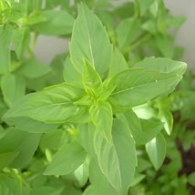 40 Seeds Heirloom Lime Basil (Ocimum Basilicum) - $167.24 MXN