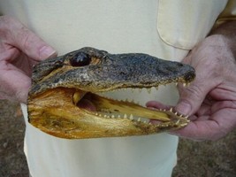 (G-Def-38) 6-1/8&quot; Deformed Gator Alligator Aligator Head Teeth Taxidermy Weird - £55.29 GBP