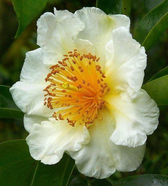 Gordonia Tiantangensis 5 Seeds New Fresh US Shipping - $41.58
