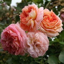 200 Seeds Creepers Flowers RosaPolyantha Rose Chinese FlowerClimbing Roses - $12.52