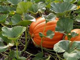 Pumpkin Seed, Mammoth Gold, Heirloom, Organic, Non Gmo 500 Seeds, Large Pumpkins - £7.20 GBP