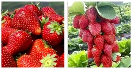 400 Seeds Red Strawberry Giant Largest Fruit Everbearing Seeds - £11.71 GBP