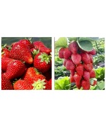 400 Seeds Red Strawberry Giant Largest Fruit Everbearing Seeds - £11.75 GBP