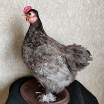 Cochin bantam Hen Rooster Chicken taxidermy Stand mount decor bird - £273.40 GBP