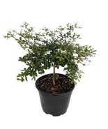 Dwarf Black Olive Tree Indoors Or Out 4 Inch Pot Bucida Spinosa Beautifu... - $79.00
