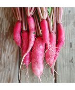 100 Seeds CHINA ROSE RADISH (Chinese Winter Radish) Raphanus Sativus Veg... - $18.00