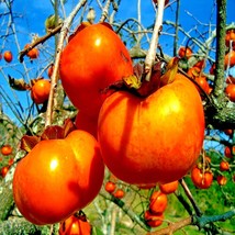 20 Japanese Persimmon Tree Seeds (Diospyros Kaki) Asia Hardy Fruit Plant Fresh G - $36.90