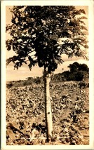 RPPC Papaya Trees 1920s HI Hawaii Territory TH Postcard UNP D10 - £3.87 GBP