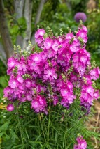 Pretty Pink Sidalcea 150 Seeds Miniature Hollyhock Perennial Gardening USA SELLE - $9.38