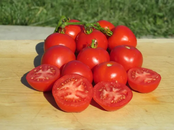 40 Frembgens Rheinlands Ruhm Tomato Seeds Organic 20 Gardening - $11.39