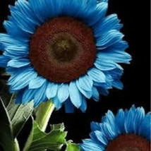 50Pcs/Pack Midnight Oil Blue Sunflower Seeds Plants Garden Planting Colorful - $9.89