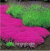 100 PcsLot Creeping Thyme Perfect Flower Border Rock s walkways patios a... - $8.98