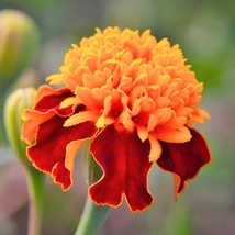 250 Dwarf Double Marigold Orange Flame Tagetes Patula French Red Flower Seeds Ne - $14.90