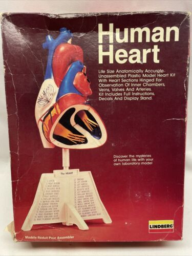 New Lindberg Human Heart Life Size Anatomically Accurate 1987 Model Kit Vintage - $11.39