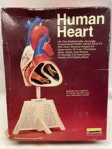 New Lindberg Human Heart Life Size Anatomically Accurate 1987 Model Kit Vintage - £8.95 GBP