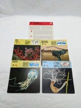 Lot Of (4) 1975 Rencontre Sponges And Jellyfishes Education Cards - £19.46 GBP