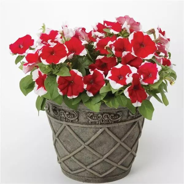 200 Five pointed star Red White Petunia Flower Seeds for Garden - £9.41 GBP