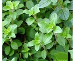 1000 Common Italian Oregano Seeds Non-Gmo Heirloom Fresh Garden Seeds Fa... - $8.99