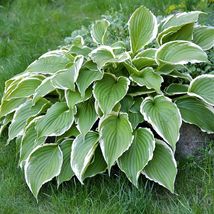 3 bulbs Hosta Francee Plant, Houseplant Outdoor Plant - $36.74