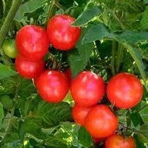 Chadwick Cherry Tomato Seeds Gardening USA Shipping - £7.07 GBP