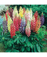 100 heirloom Lupine Russell (Lupinus polyphyllus) SEEDS - $3.89