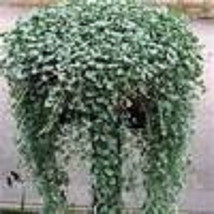 5 Dichondra (Silver Falls) Seeds - £2.79 GBP