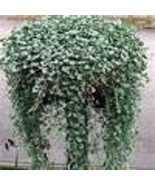 5 Dichondra (Silver Falls) Seeds - $3.49
